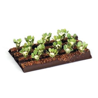 Gaugemaster GM1621 - Cauliflower Plants (16)