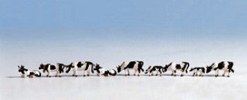 Noch 36721 - Cows (black & white)